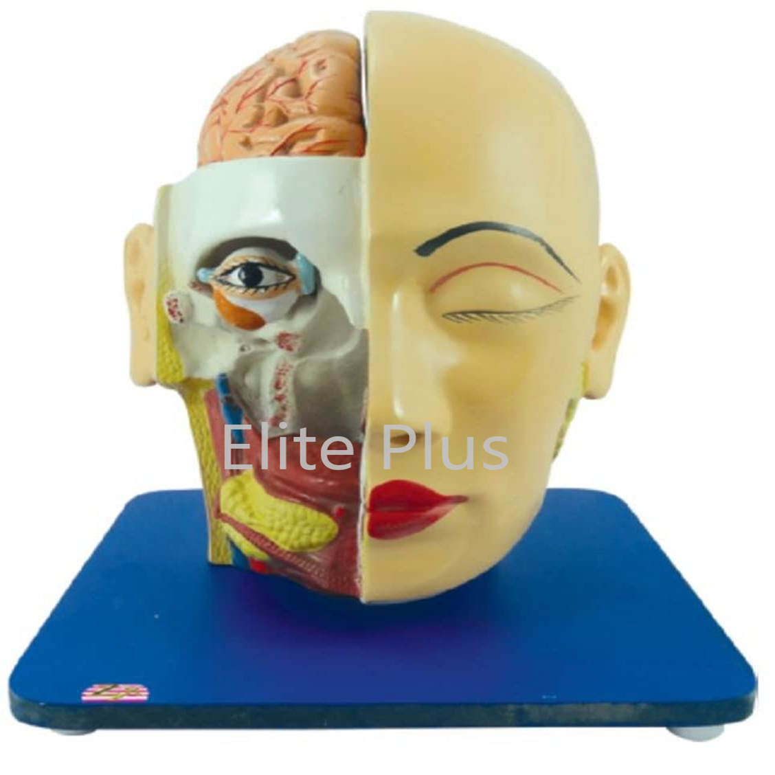 ZX-1409E Head, Brain and Eye