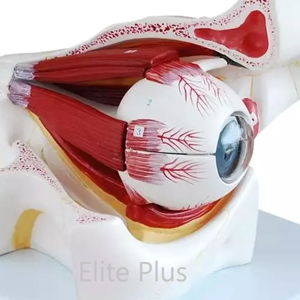 XC-316B Eye with Orbit