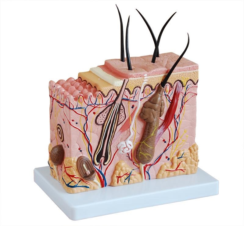 Skin Models