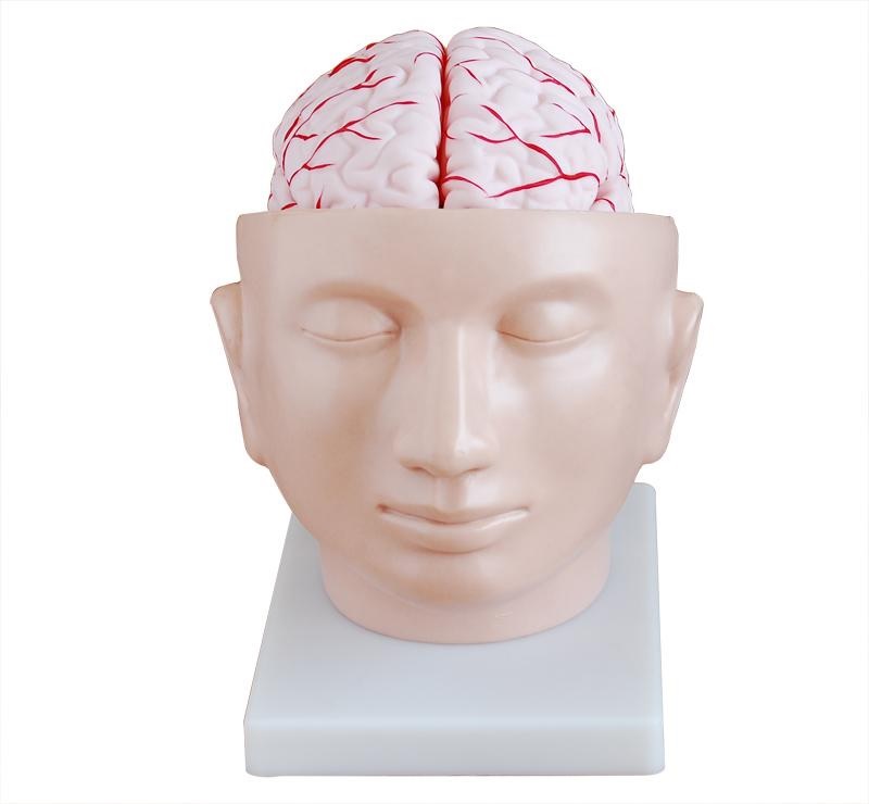 Brain & Nervous System
