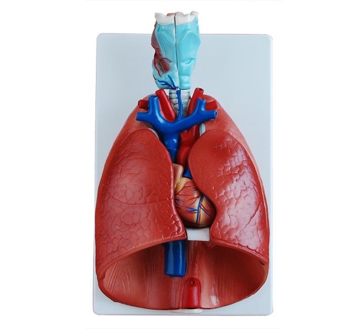 Respiratory System
