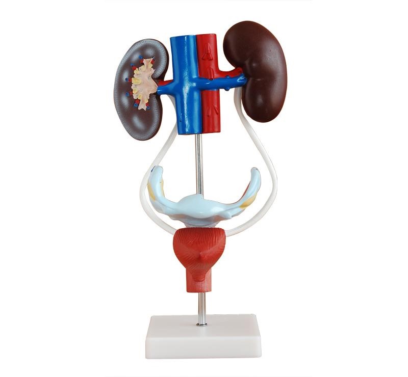 Excretory System
