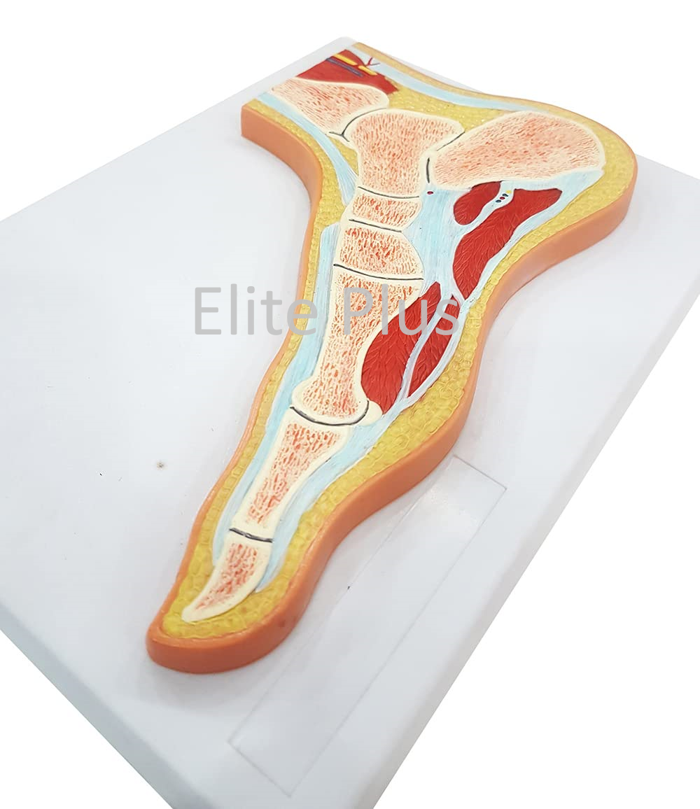 ZX-1218P Foot Joint Section Model