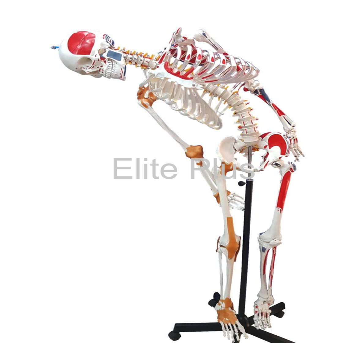 ZX-S101PN Human Skeleton with Muscle Insertion & Ligaments with Flexible Spine