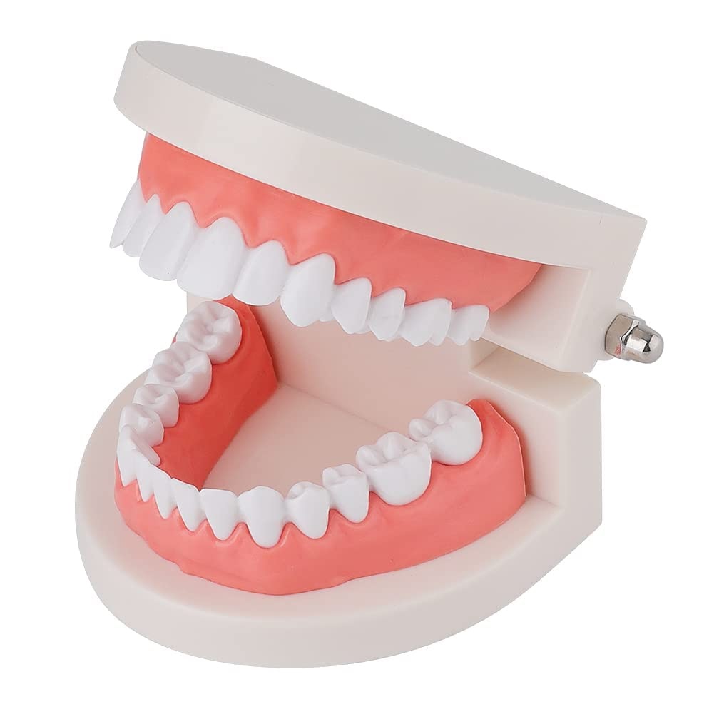 Dental Models