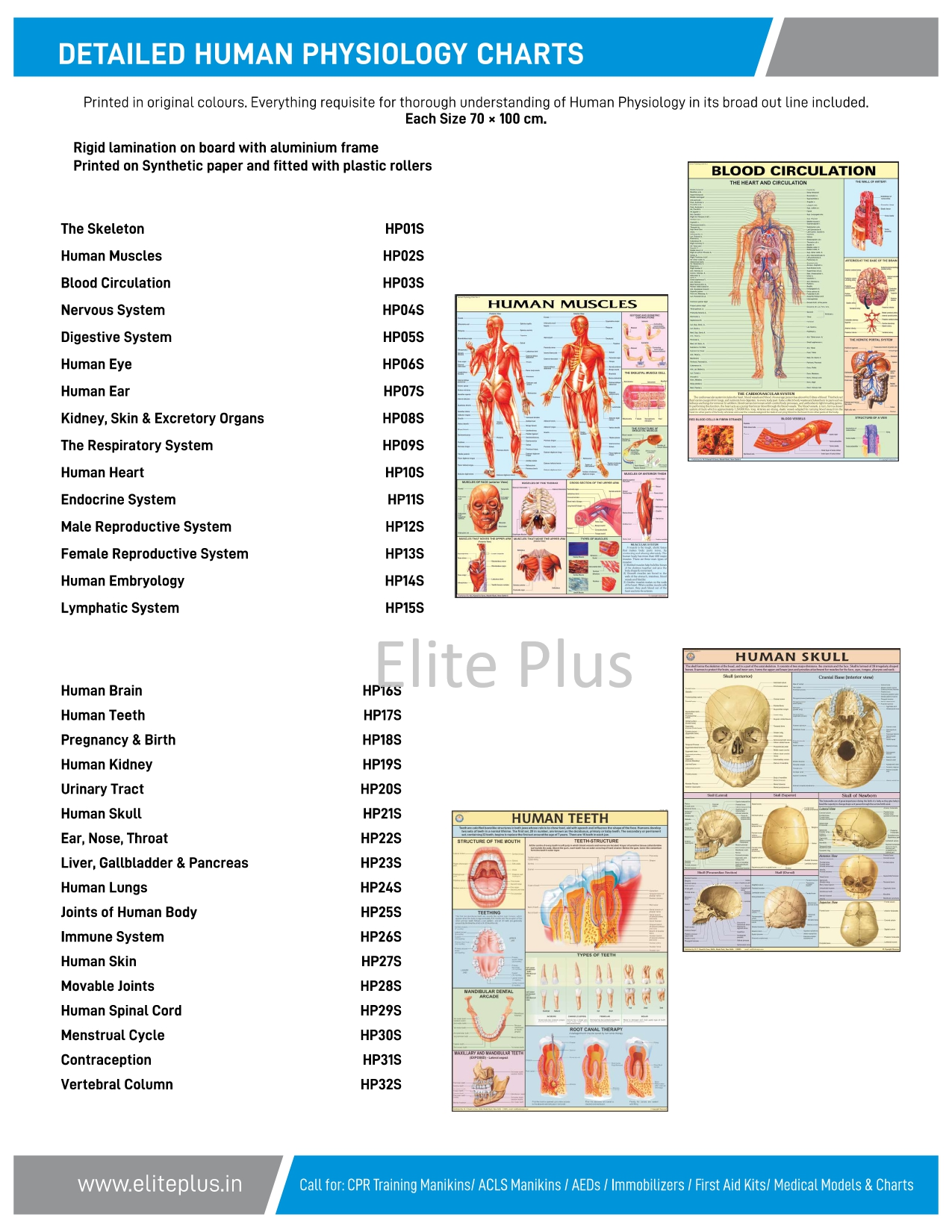 Details About Human Physiology Chart