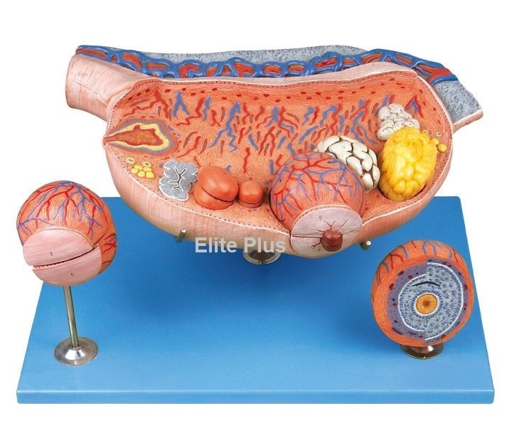 Ovary Model