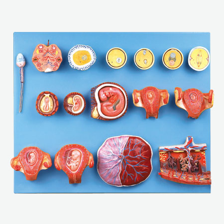 Human Fertilization and Early Embryogeny
