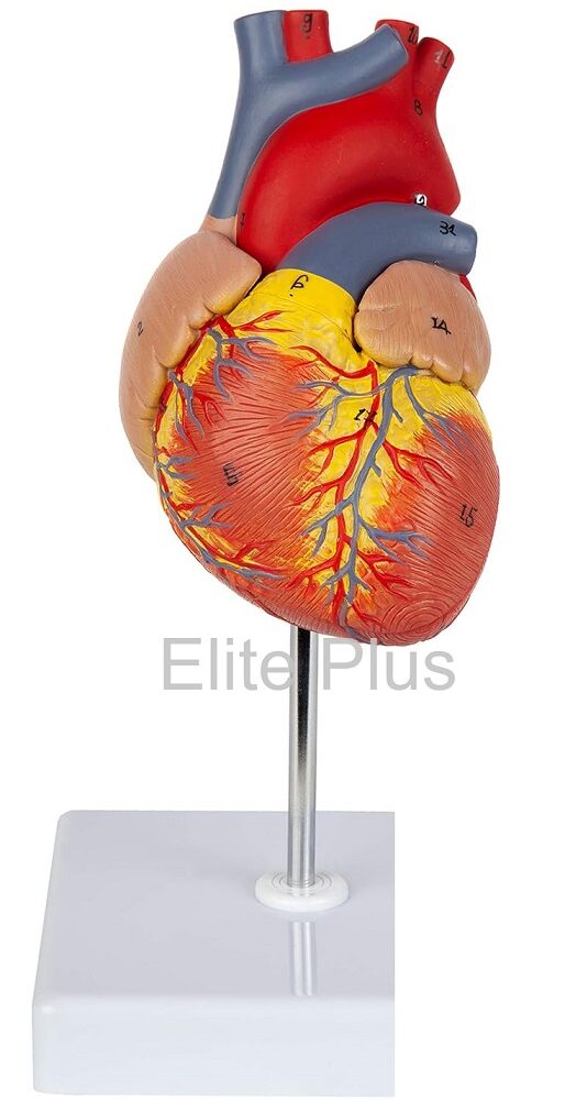 Heart & Circulatory System