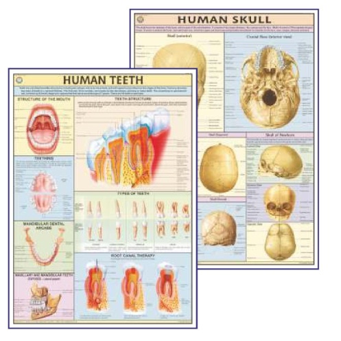 HUMAN PHYSIOLOGY CHARTS