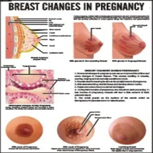 Breast Changes in Pregnancy