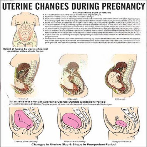 Uterine Changes in Pregnancy