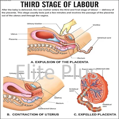 Third Stage of labour