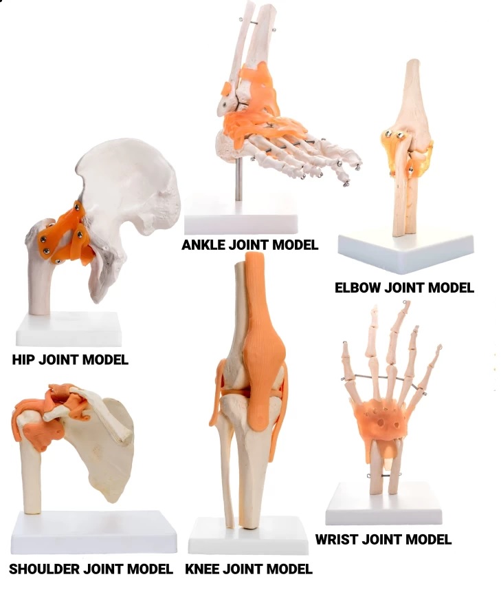 Human Joints Models
