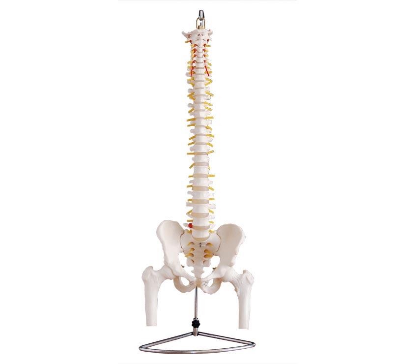 Vertebral Column