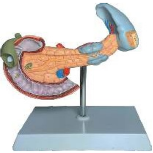 ZX-1518P Pancreatic Region Pathology Model