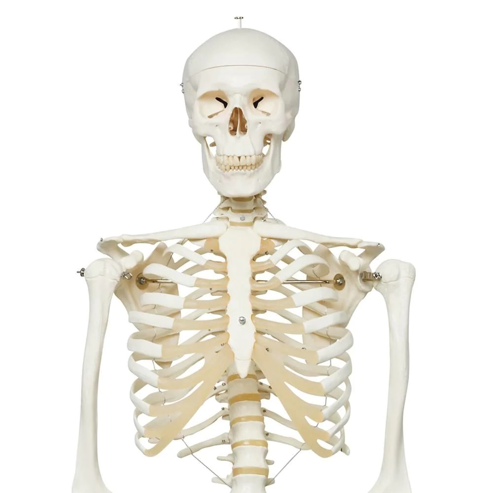 Skeleton Models