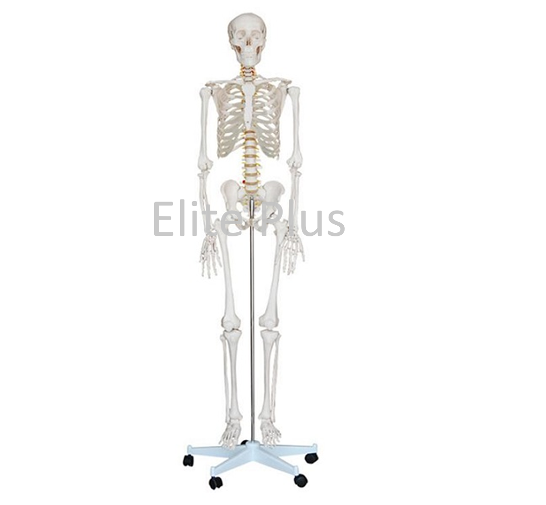 XC-101 Human Skeleton