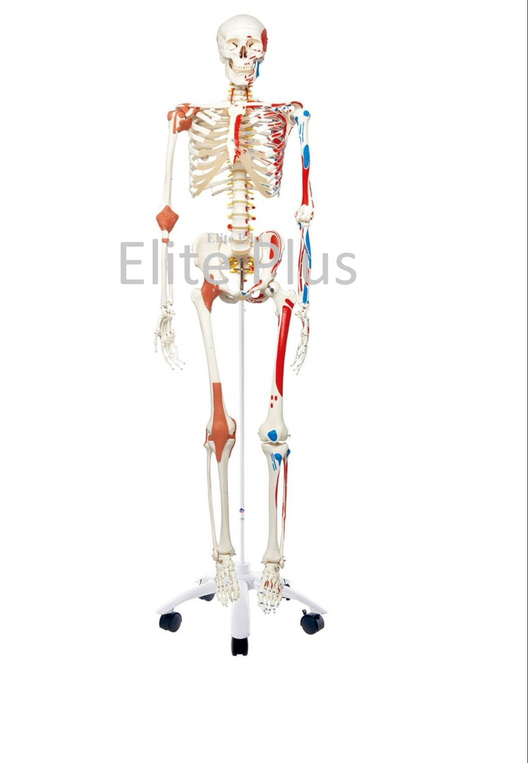 XC-101A Human Skeleton With Muscles & Ligaments