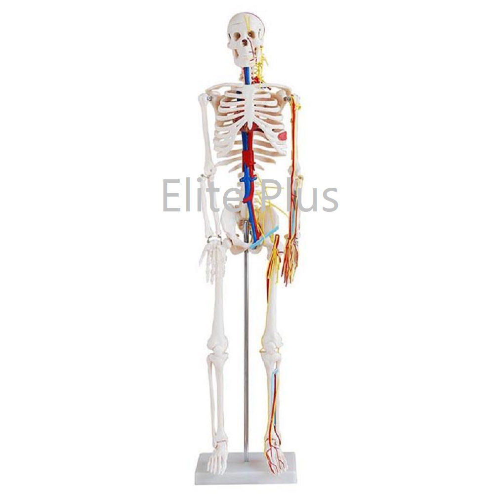 XC-102B 85cm Skeleton with Nerves and Blood Vessels