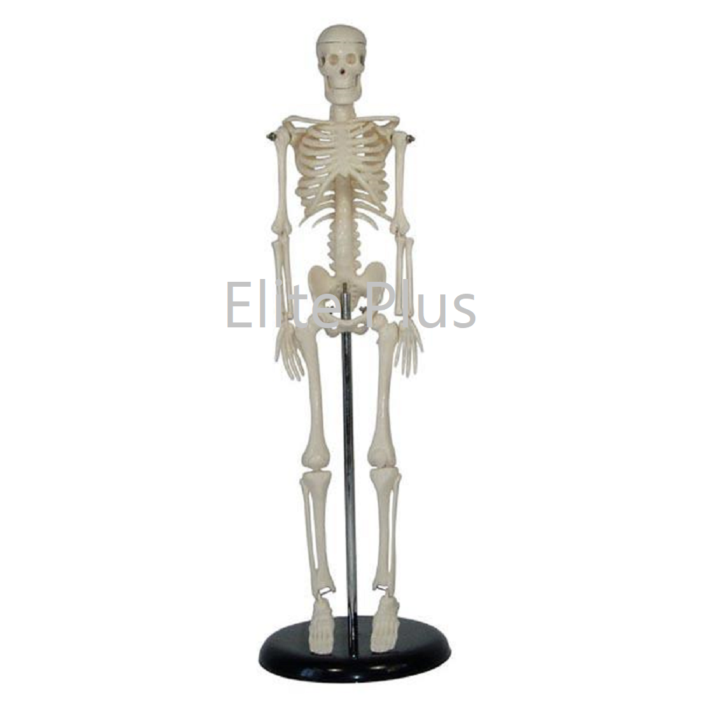 XC-103 Mini Skeleton (45cm)