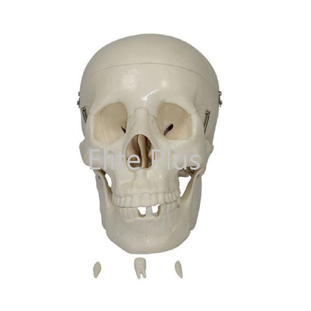 XC-104 Life Size Skull