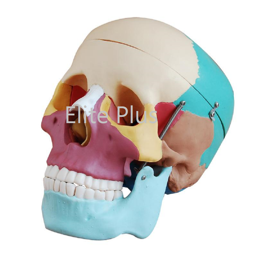 XC-104C Life Size Coloured Skull