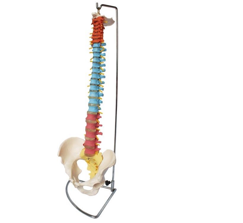 XC-105C Didactic Flexible Vertebral Column with Pelvis