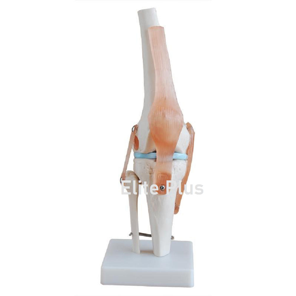 XC-111 Knee Joint