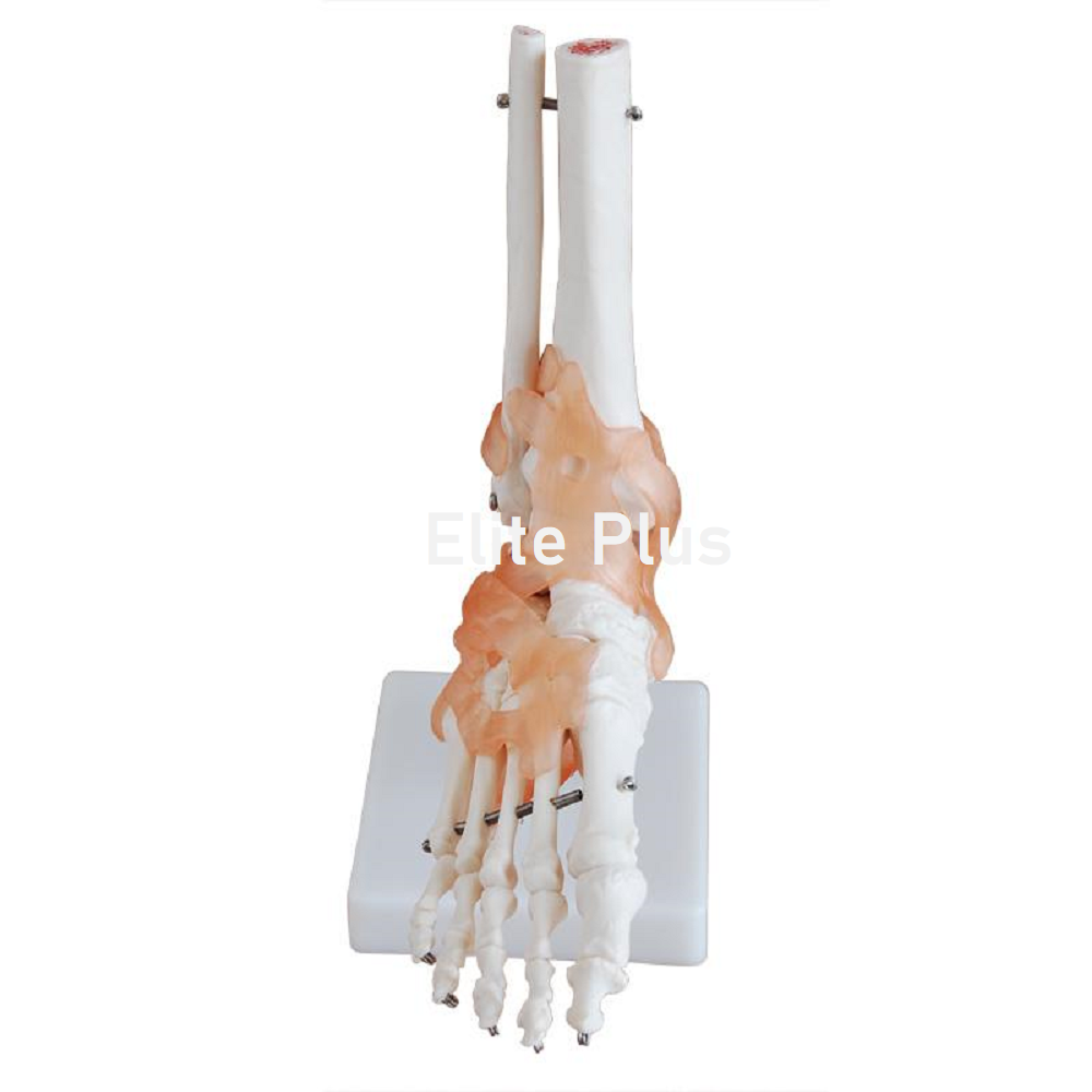 XC-113A Life-Size Foot Joint with Ligaments