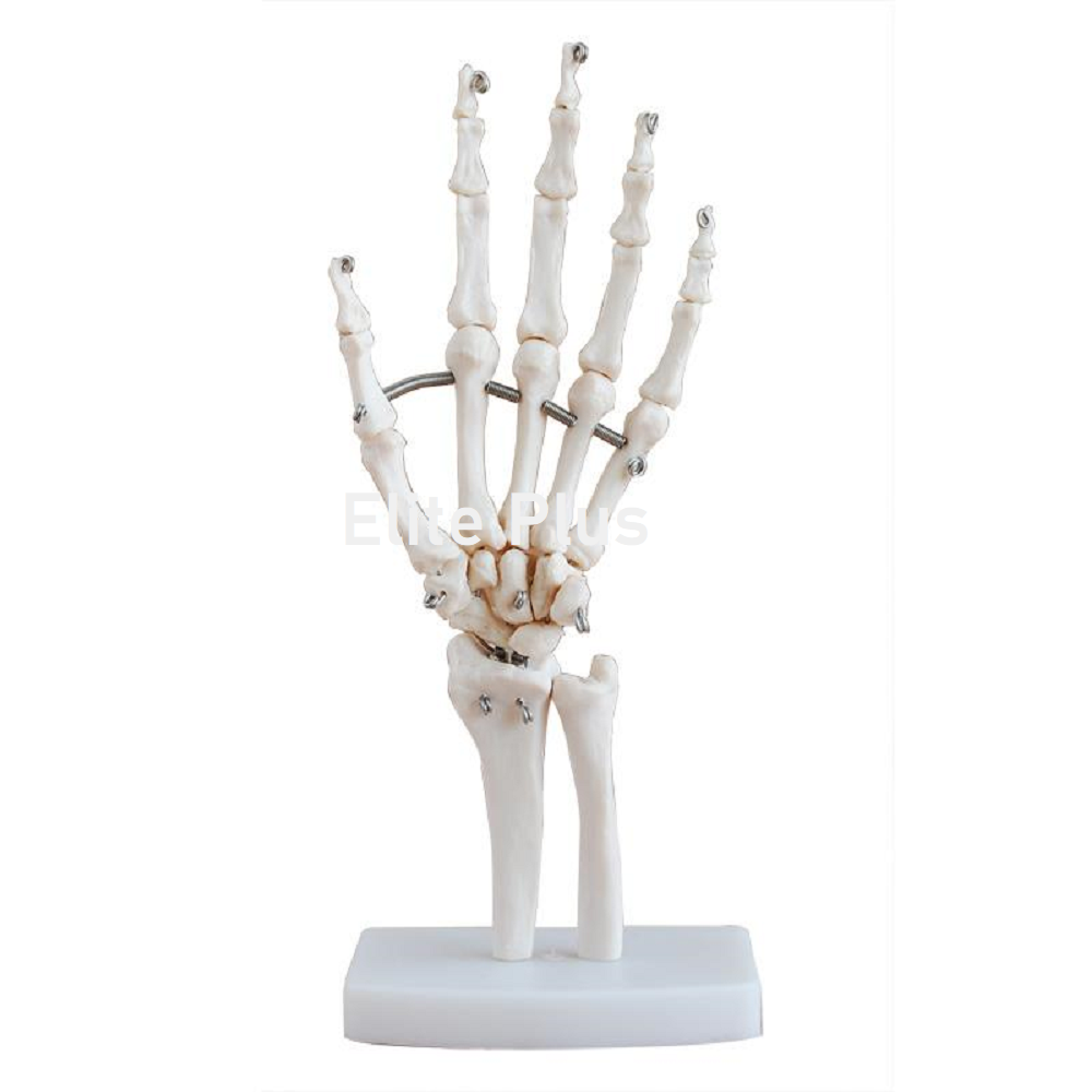 XC-114 Hand Joint Model