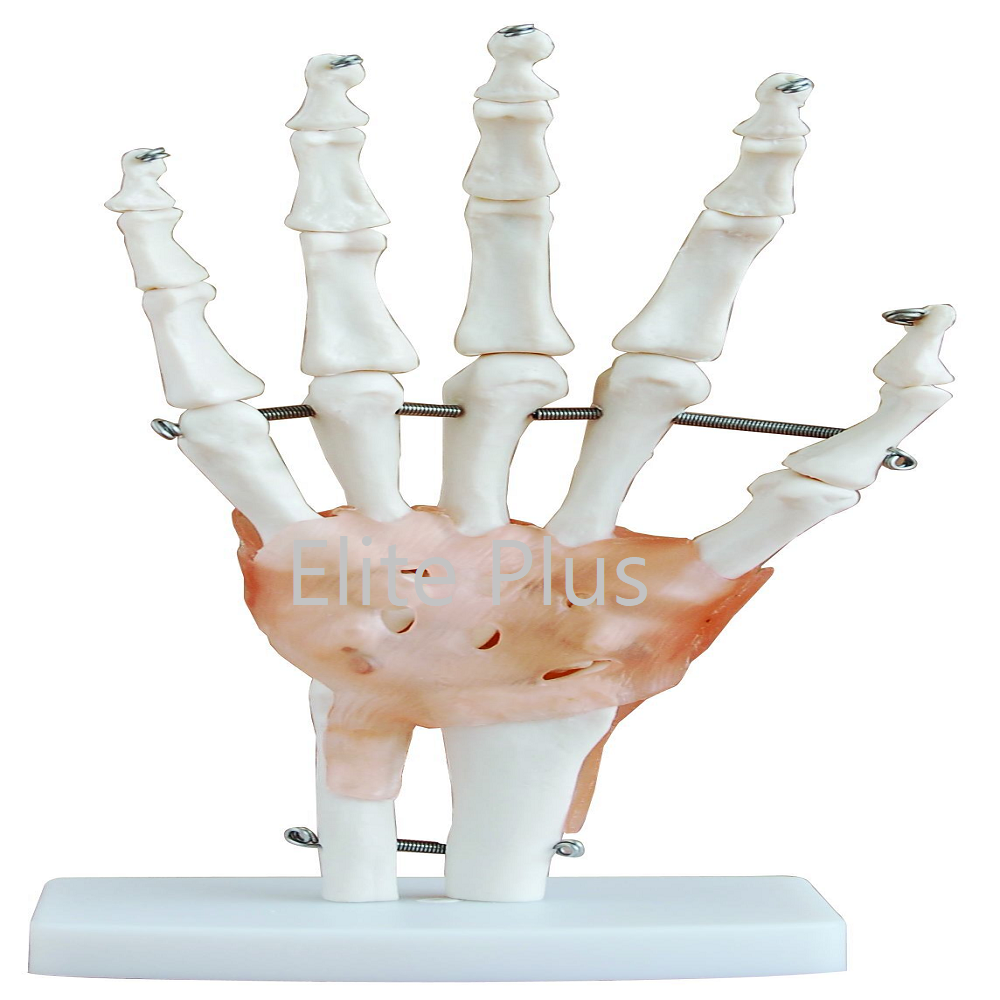 XC-114A Life-Size Hand Joint with Ligaments