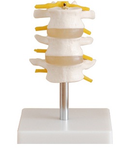 XC-117 Lumbar Set (3 pcs)