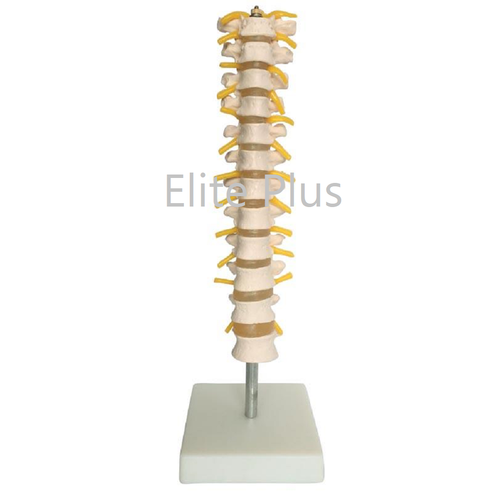 XC-120 Thoracic Spinal Column