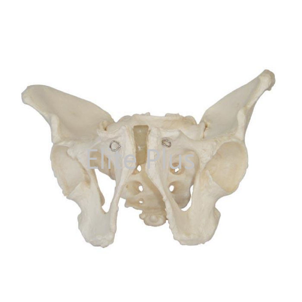 XC-123 Adult Male Pelvis