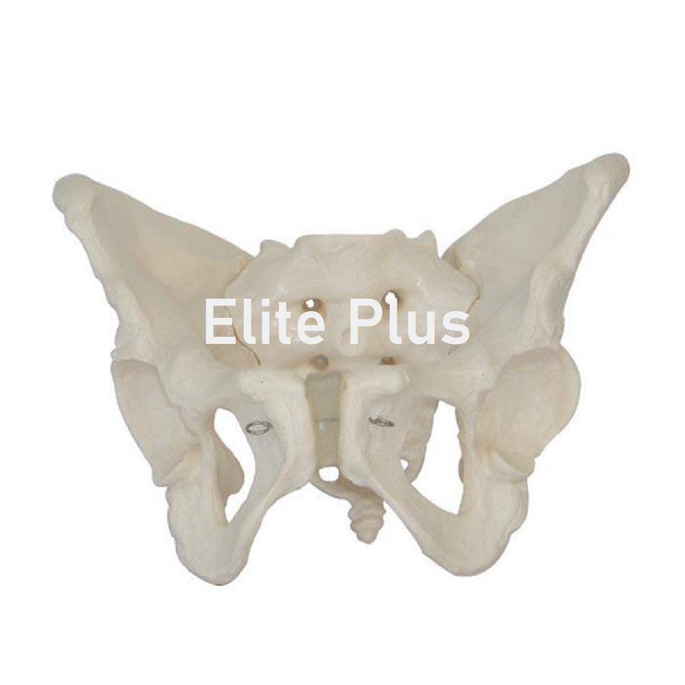 XC-124 Adult Female Pelvis