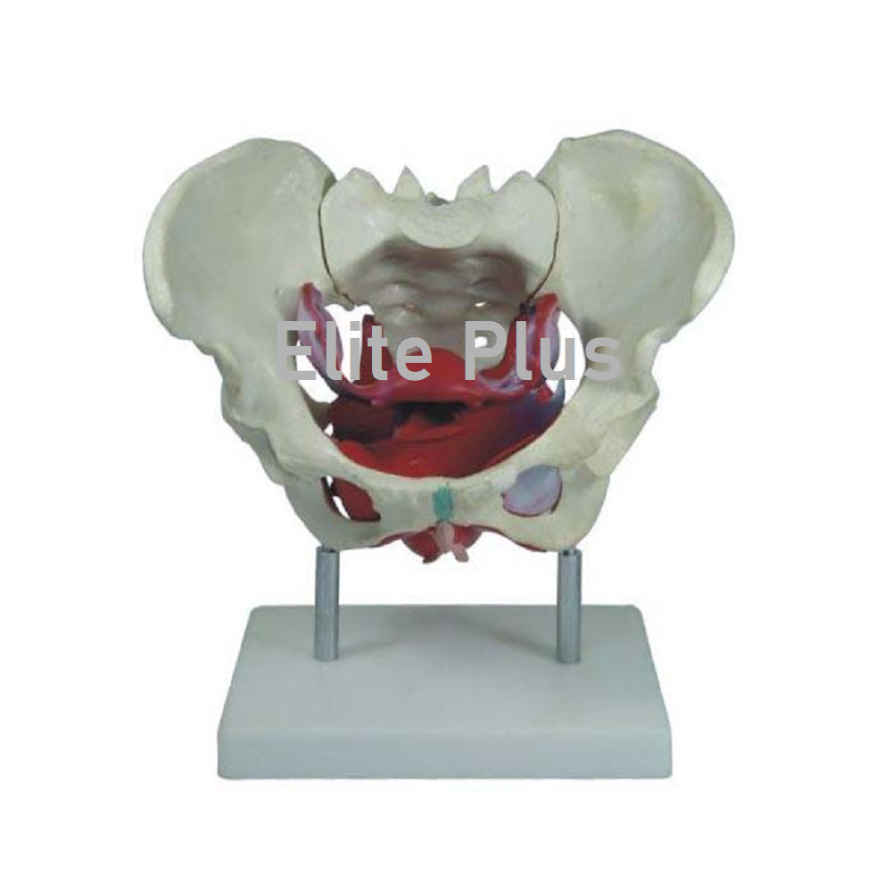 XC-125 Female Pelvic Muscles and Organs