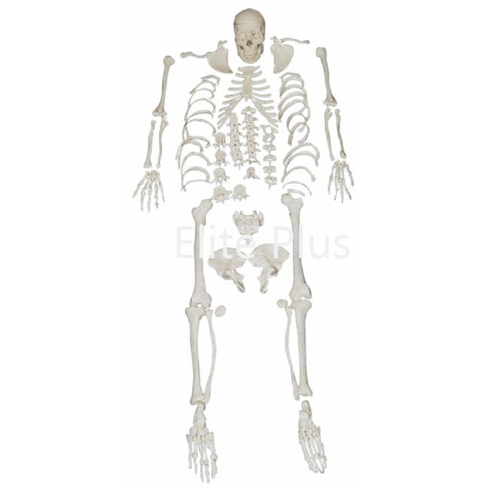 XC-130 Disarticulated Skeleton with Skull