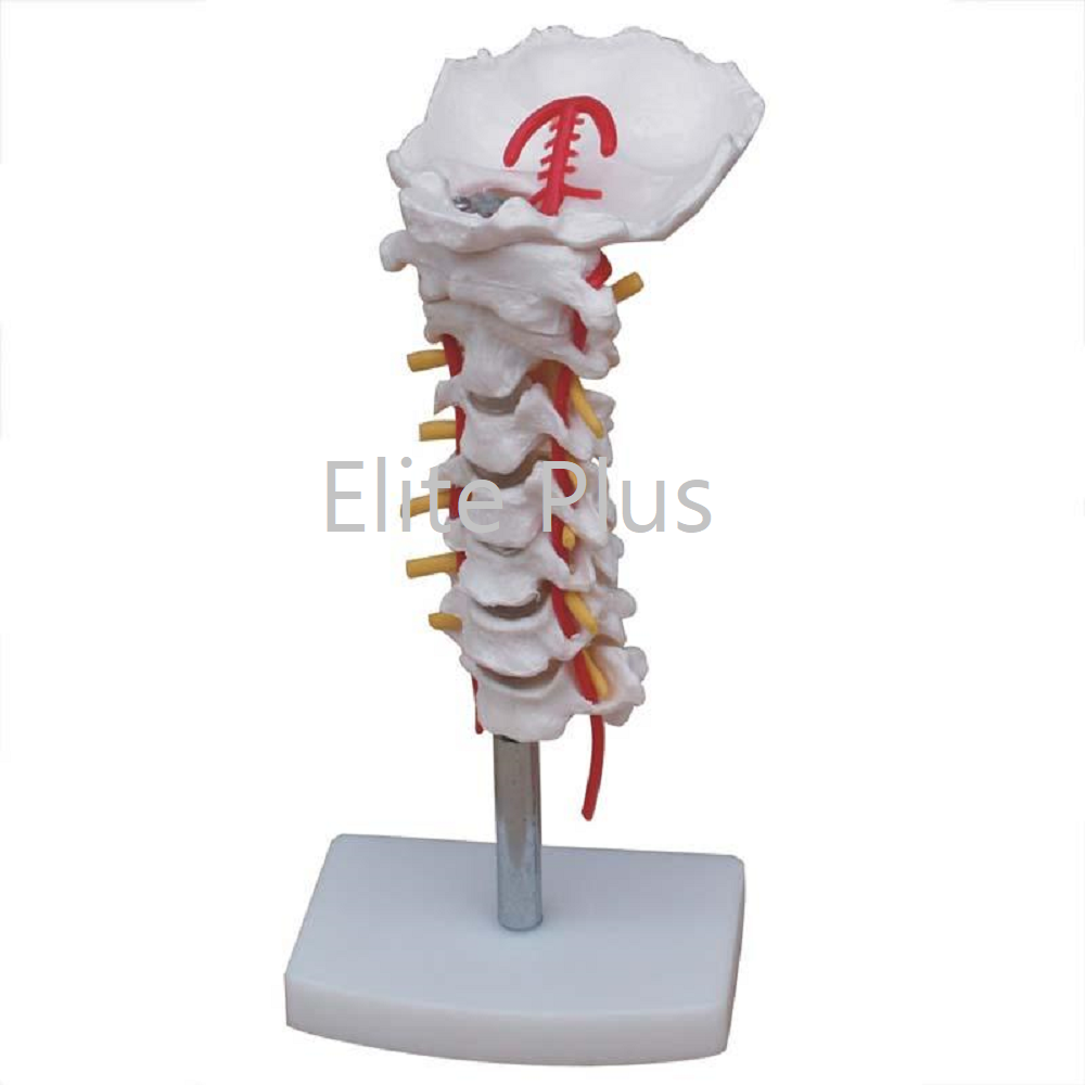 XC-133 Cervical Vertebral Column with Neck Artery