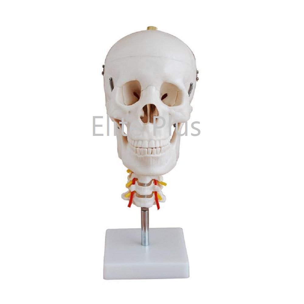 XC-135 Skull with Cervical Spine