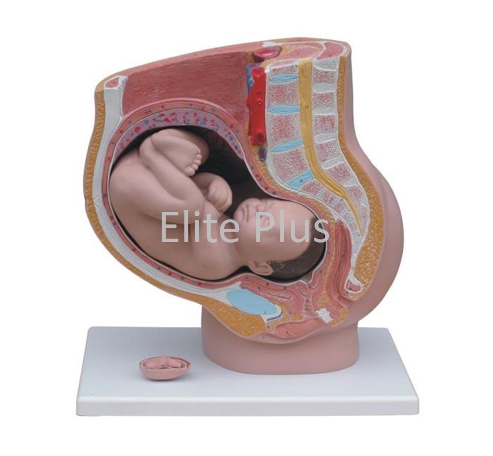 XC-332B Human Female Pelvis Section (4 parts)
