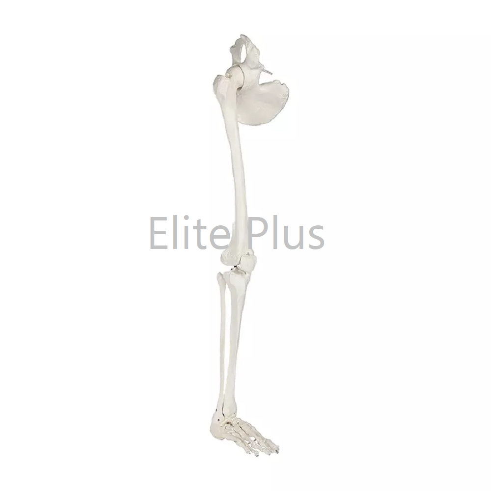 ZX-1210 Leg Bones Model Life Size