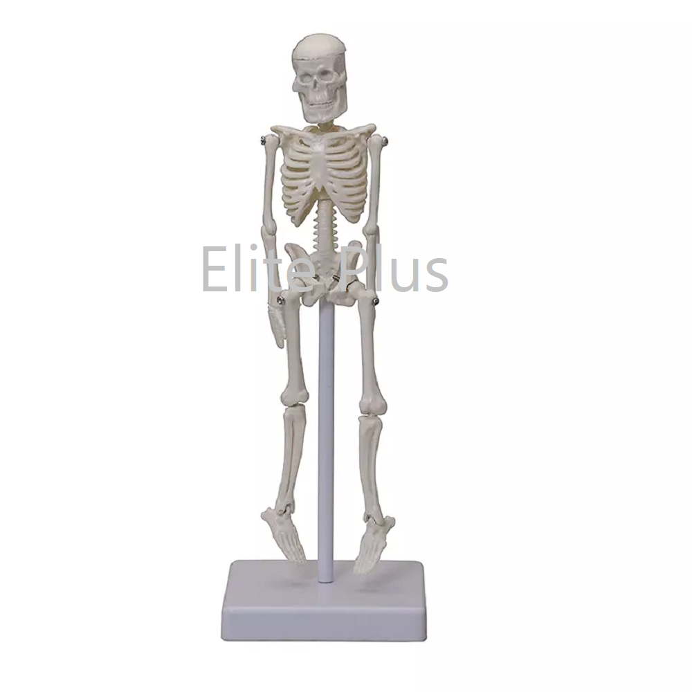 SK-046 Mini Skeleton