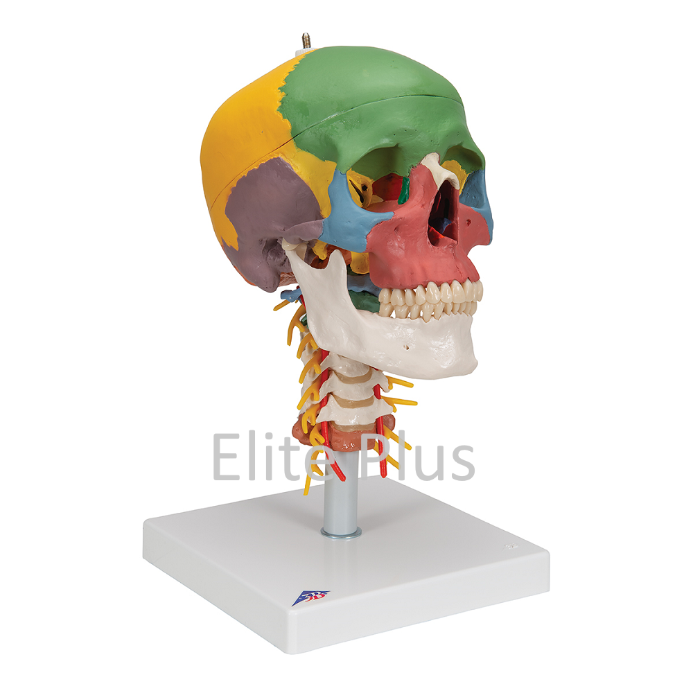 ZX-S135P Skull Model Painted with Cervical Vertebrae