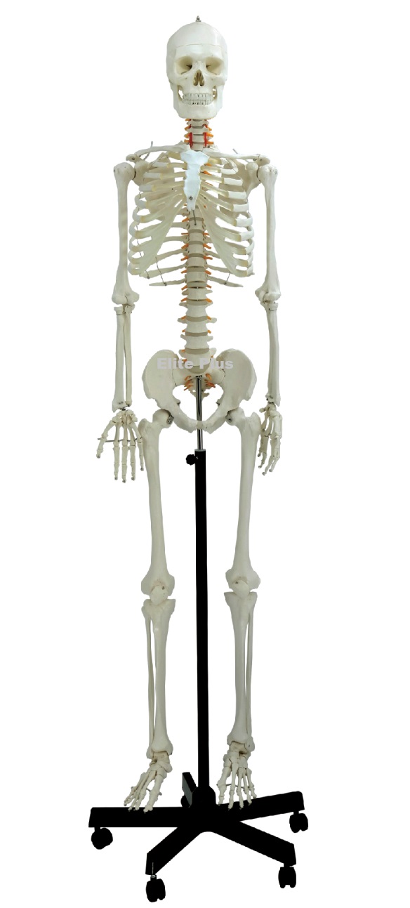 ZX-S101 Human Skeleton Male Life Size Articulated