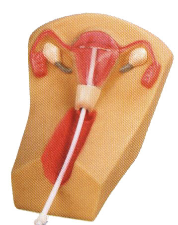 Reproductive System