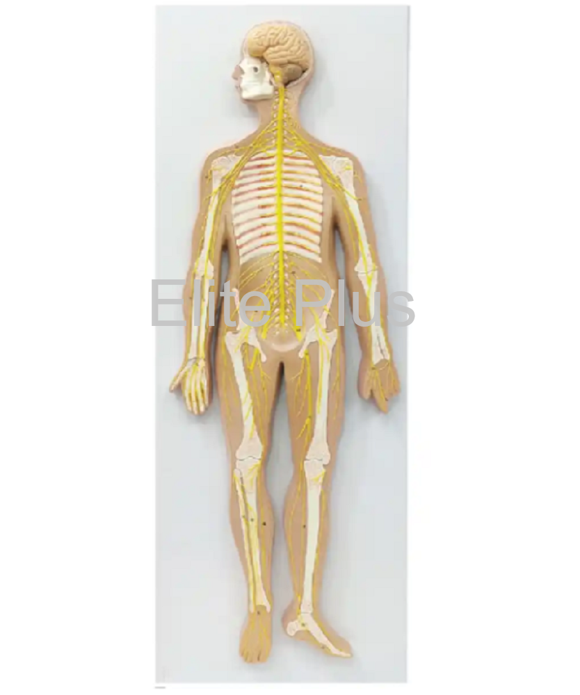 ZX-1317PN Nervous System Model PVC
