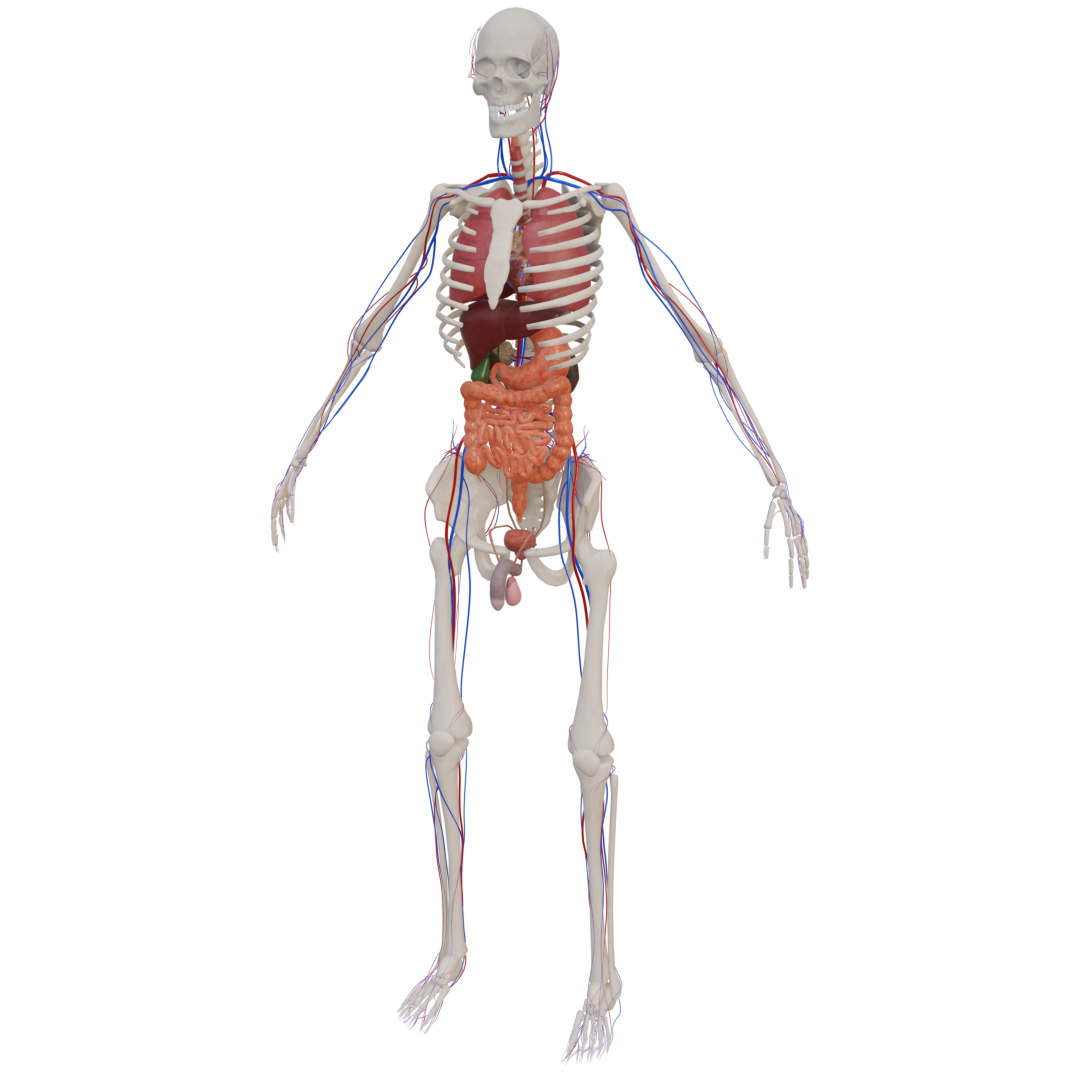Anatomy VR System